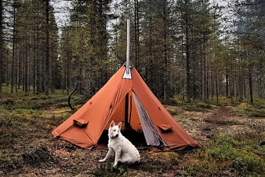White dog in front of a tent in the forest