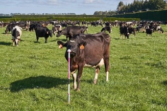 Cow Sniffing Farmote Device
